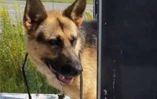 Історія про собачу вірність сколихнула все Рівне