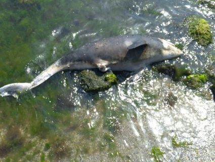 В Одесі на пляжі знайшли мертвого дельфіна (фото)