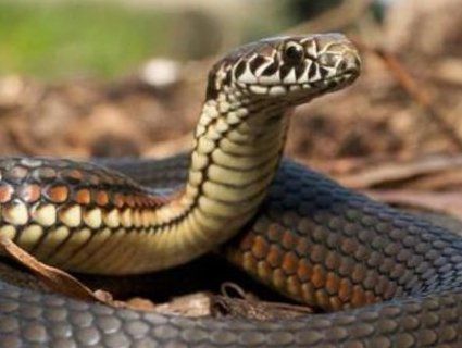 Збирала ягоди: на Львівщині жінку вкусила змія