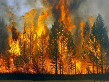 Повідомили, де в Україні найчастіше горять ліси
