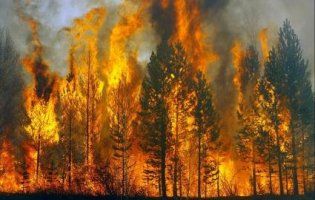 Повідомили, де в Україні найчастіше горять ліси