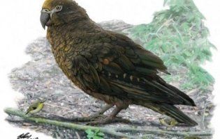 Знайшли гіганського папугу-канібала