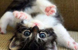 Епічний двобій кошенят підкорив мережу (відео)