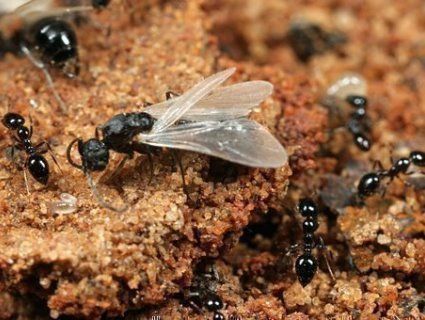 Запоріжан перелякав живий «смерч» із крилатих мурах (відео)
