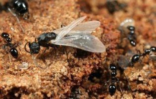 Запоріжан перелякав живий «смерч» із крилатих мурах (відео)
