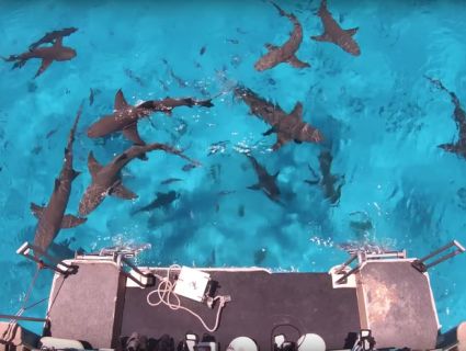 Блогер на собі перевірив, чи дійсно акули учують кров за кілька миль (відео)