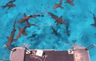 Блогер на собі перевірив, чи дійсно акули учують кров за кілька миль (відео)