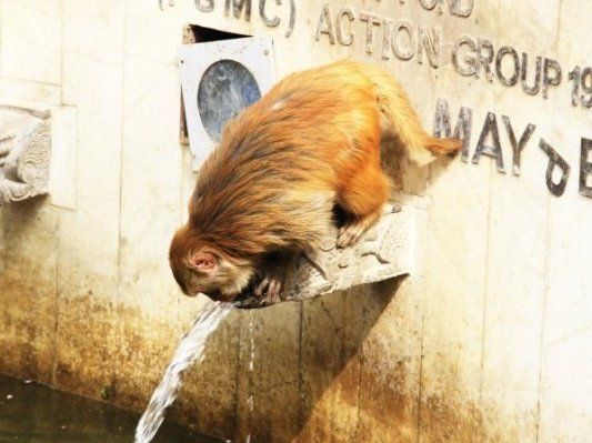Мавпа показала людям, як правильно економити воду (відео)