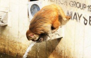 Мавпа показала людям, як правильно економити воду (відео)