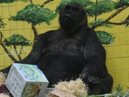 Єдина в Україні горила відсвяткувала 45-річчя (фото)