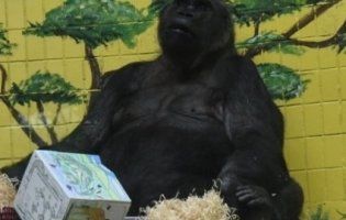 Єдина в Україні горила відсвяткувала 45-річчя (фото)