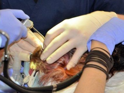 У Львові відкрили стоматологічний кабінет для тварин (фото)