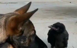 Ніжна дружба вівчарки і ворона «розтопила» серця інтернет-користувачів (відео)