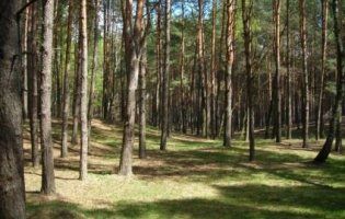 На Волині під суд іде «земельник», який проциндрив 2 гектари державного лісу