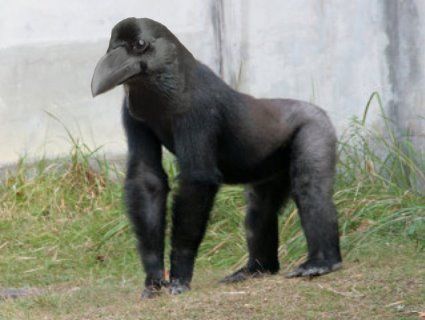 Інтернет злякався мускулястої ворони з «лапами горили» (відео)