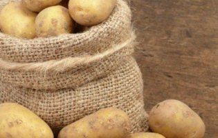 В Україні впала урожайність картоплі: очікуємо підвищення ціни