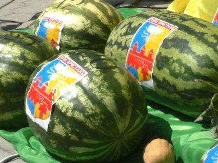 На Херсонщині на фестивалі кавунів визначили рекордсмена: скільки важить найбільший кавун (відео)