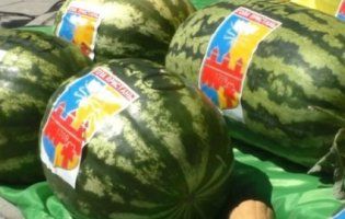 На Херсонщині на фестивалі кавунів визначили рекордсмена: скільки важить найбільший кавун (відео)