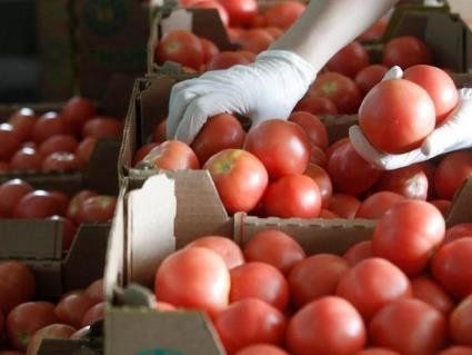 Через дощі та похолодання помідори не дешевшають