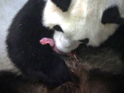 «Мі-мі»: у зоопарку в Бельгії у панди народилися близнюки (фото)