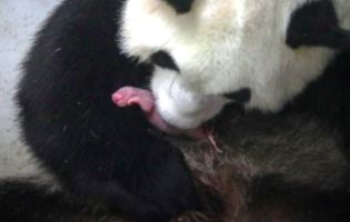 «Мі-мі»: у зоопарку в Бельгії у панди народилися близнюки (фото)