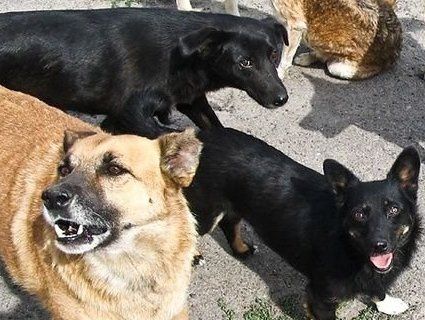 На Львівщині зграя собак тероризує село (відео)
