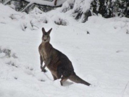 Кенгуру серед кучугур: Австралію засипало снігом (відео)