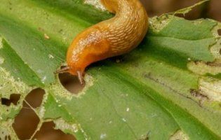 Поїдають все на своєму шляху: Прикарпаття страждає від нашестя рудих слимаків