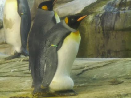 В зоопарку Берліна «нетрадиційна» пара пінгвінів «усиновила» яйце (відео)