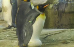 В зоопарку Берліна «нетрадиційна» пара пінгвінів «усиновила» яйце (відео)