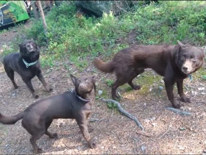«Замри!»: три собаки-«пастушки» вразили умінням зберігати позу (відео)