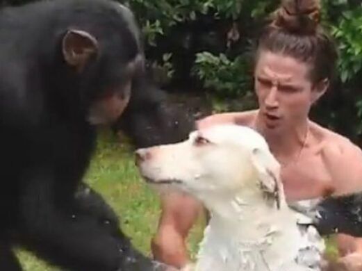 Дві мавпи вирішили помити пса і стали зірками інтернету (відео)