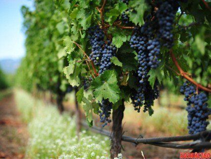 У Криму туристам влаштовують «трудові тури»  на виноградники