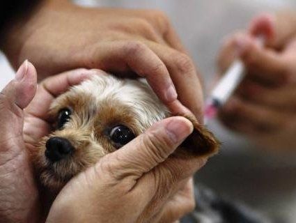 У Луцьку безкоштовно вакцинуватимуть тварин