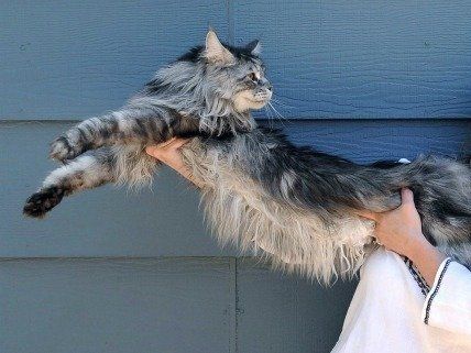 Мережу вразив найдовший кіт у світі (фото, відео)