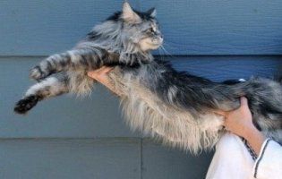 Мережу вразив найдовший кіт у світі (фото, відео)