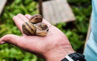 Чому м'ясо равликів заборонено продавати в Україні та як під Луцьком працює равликова ферма (відео)