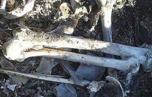Пролежав в землі більше 50 років: волинянин на власному подвір’ї  знайшов скелет людини