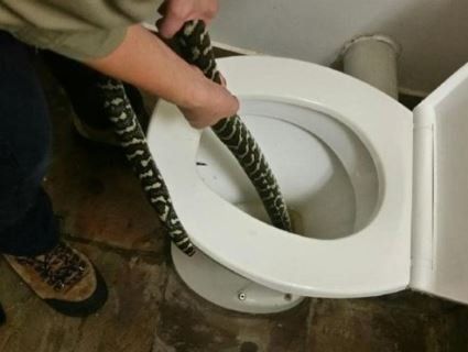 «Лайфхак від запору»: на Рівненщині в громадський туалет заповзла змія (фото)