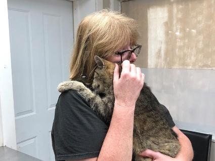 Вони не бачились 11 років: як кішка повернулась до своєї господарки