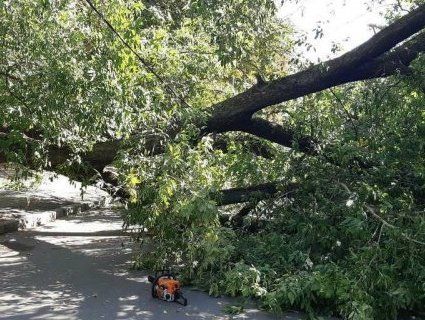 У Києві на жінку впало дерево