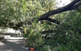 У Києві на жінку впало дерево