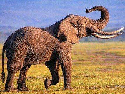 Більшість країн забороняють продаж африканських слонів у цирки та зоопарки