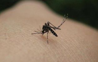 Через укус комара зупинилося серце 25-річної дівчини