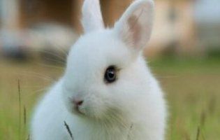100 тисяч доларів: у США підліток купив острів для кроликів (відео)