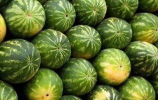 Ведмідь влаштував справжнісіньке полювання на спритного кавуна (відео)