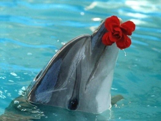 Дельфін незвично подякував рибалкам за врятованого малюка (відео)