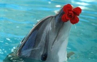 Дельфін незвично подякував рибалкам за врятованого малюка (відео)