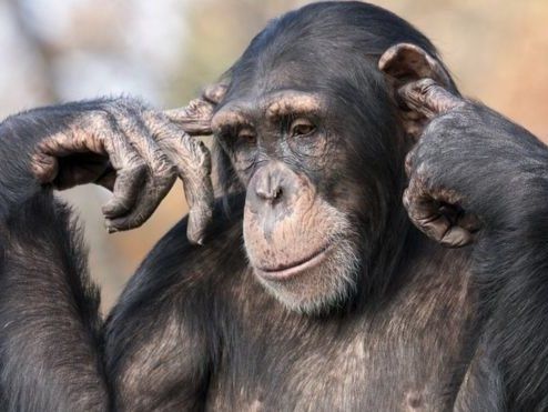 Чемна мавпа показала людям, як правильно їсти десерт ложечкою (відео)