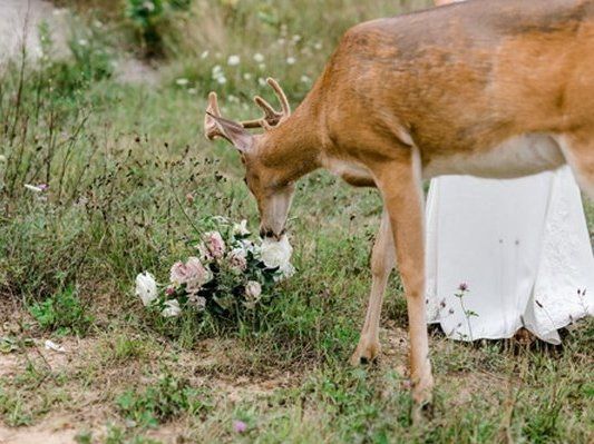 Зухвалий олень відібрав у нареченої весільний букет (фото)
